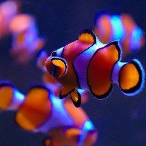 Meet your Posher, Jerrold